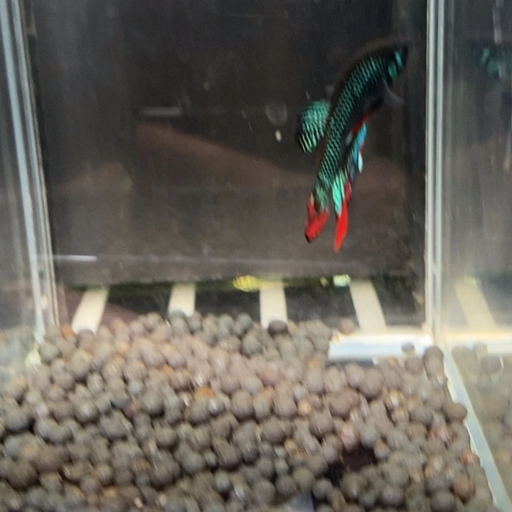 斗鱼泰国斗鱼494号