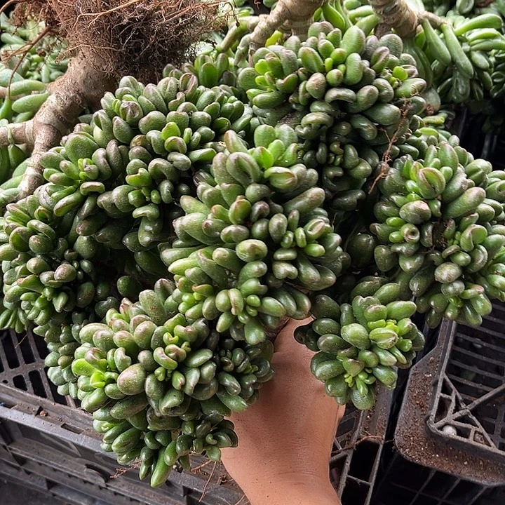 招财猫10.99多肉植物