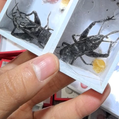 大扣黑虫两条全品