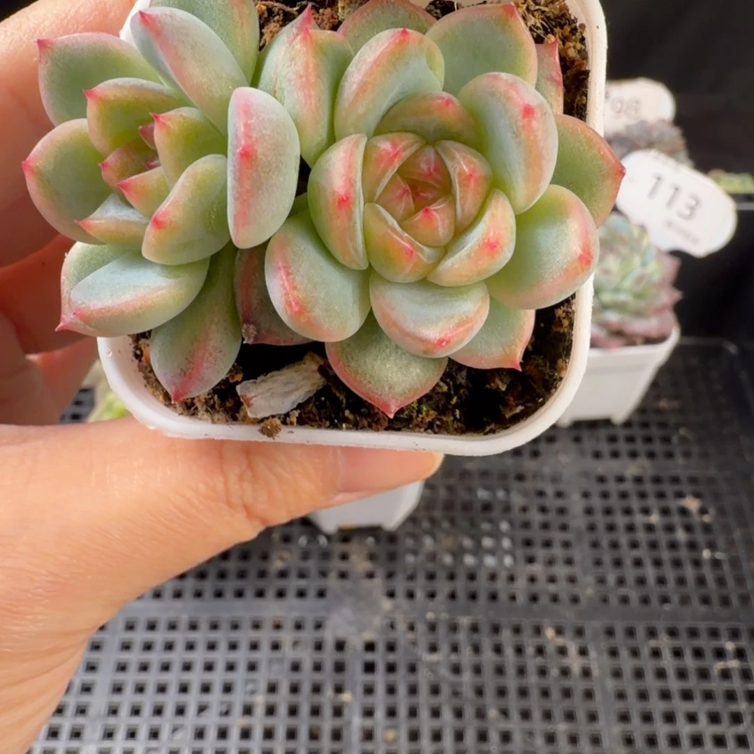 花10珍妮双头福利117号