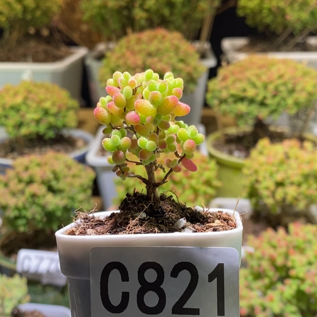 金桔糖球枝干番组C821