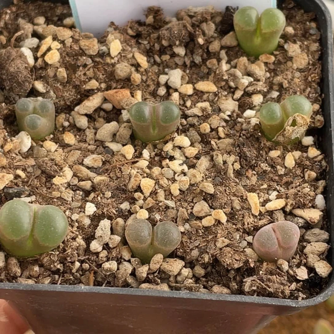 25-79小磁铁多肉植物