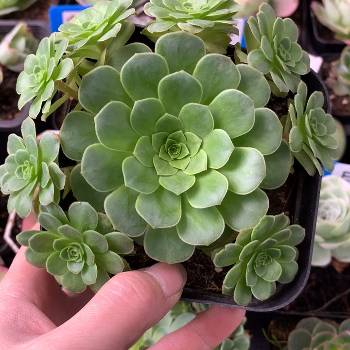 一物一拍耶罗初见006