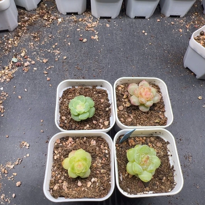 小***略专拍啊啊啊啊啊啊