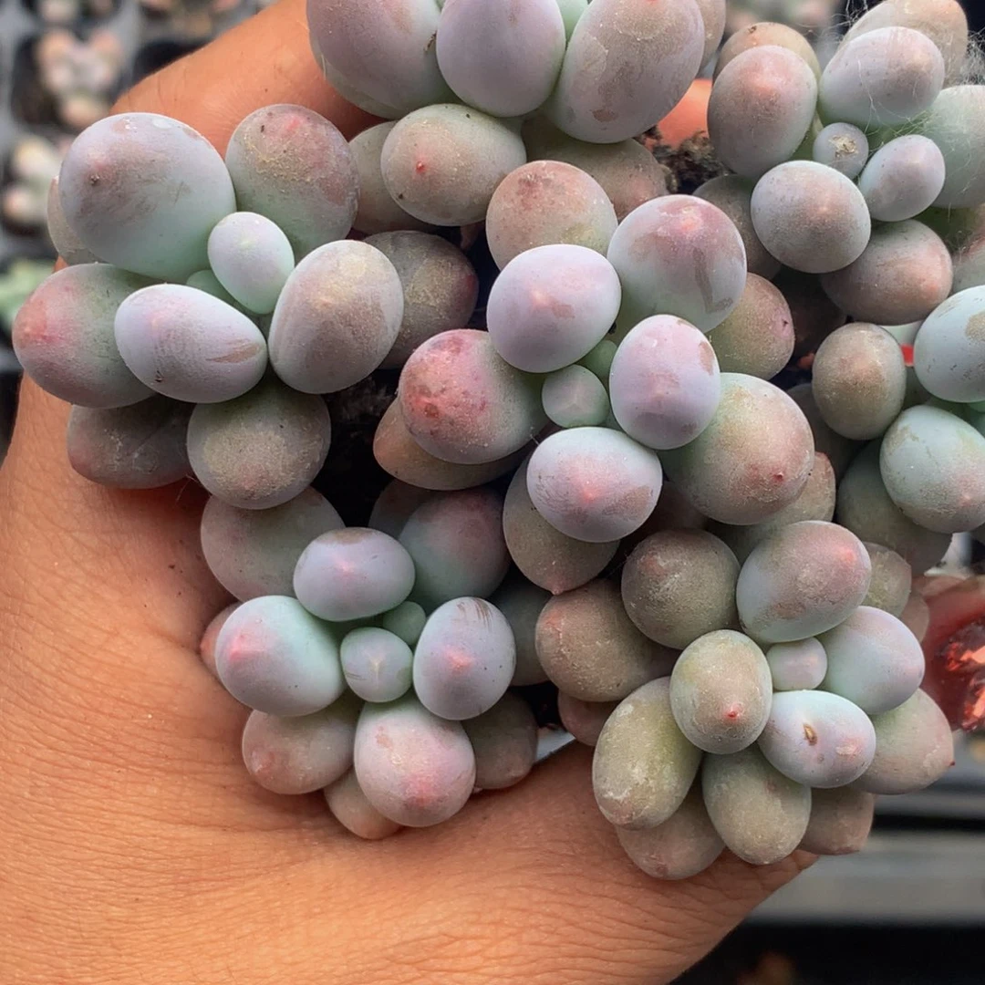 汤圆大。（满9.99包邮不满9.99发叶子）