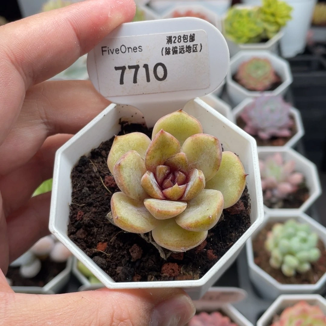 巧克力慕斯7710-4.5厘米