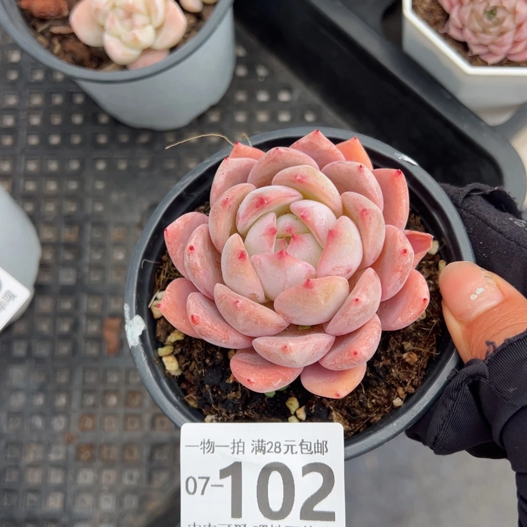 蜜桃多肉多肉多肉多肉