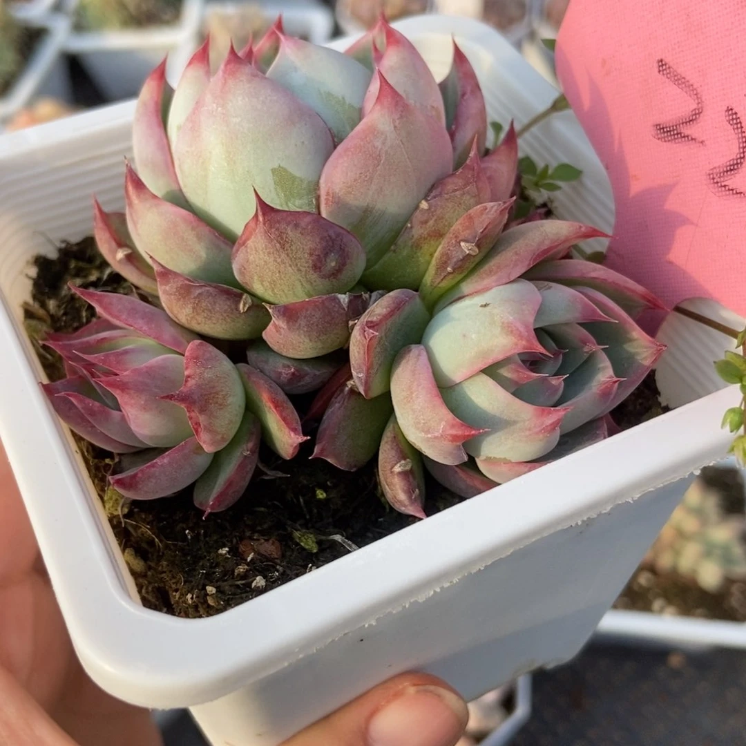 22惊鸿仙子多肉植物