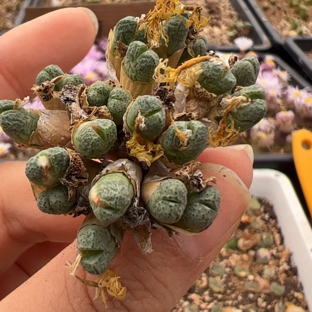 896 好看的多肉冲冲冲点赞福利