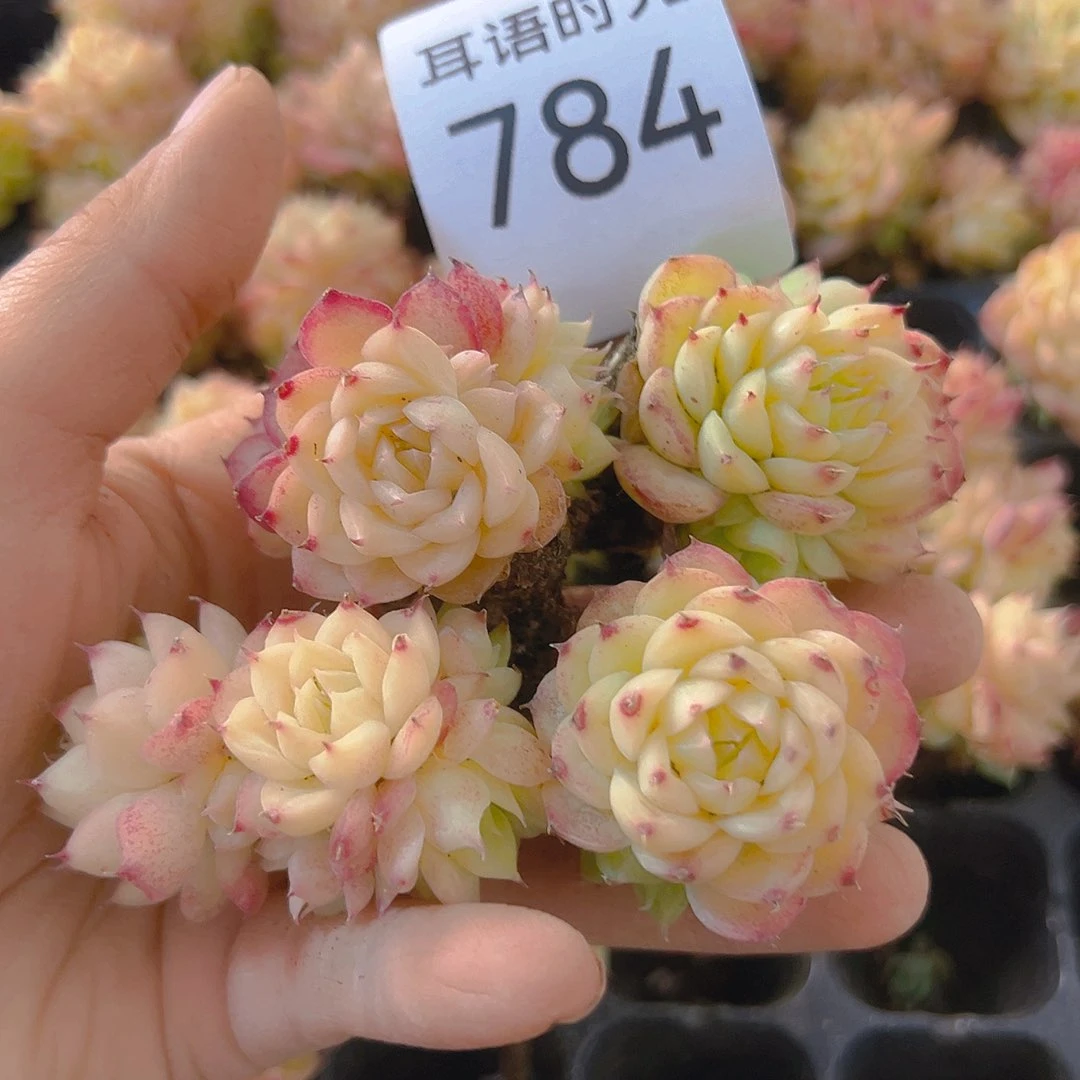 784、红天鹅麦秆，一单四颗发货