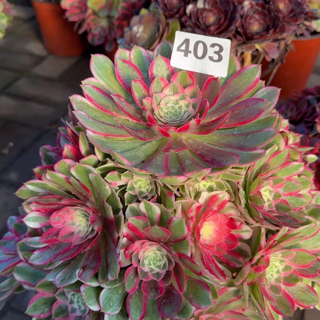 陕***司多肉植物403孔雀翎法师