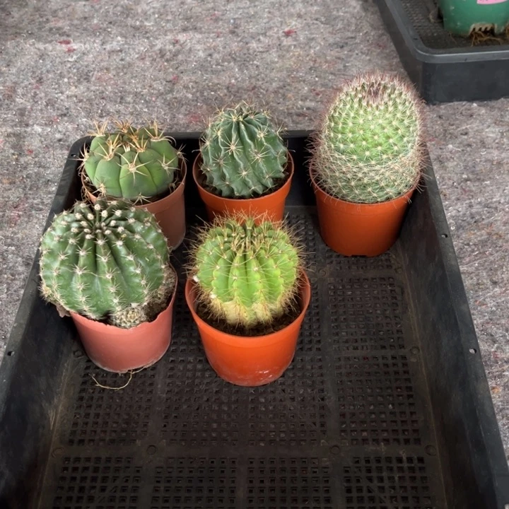 仙人球懒人植物一物一拍