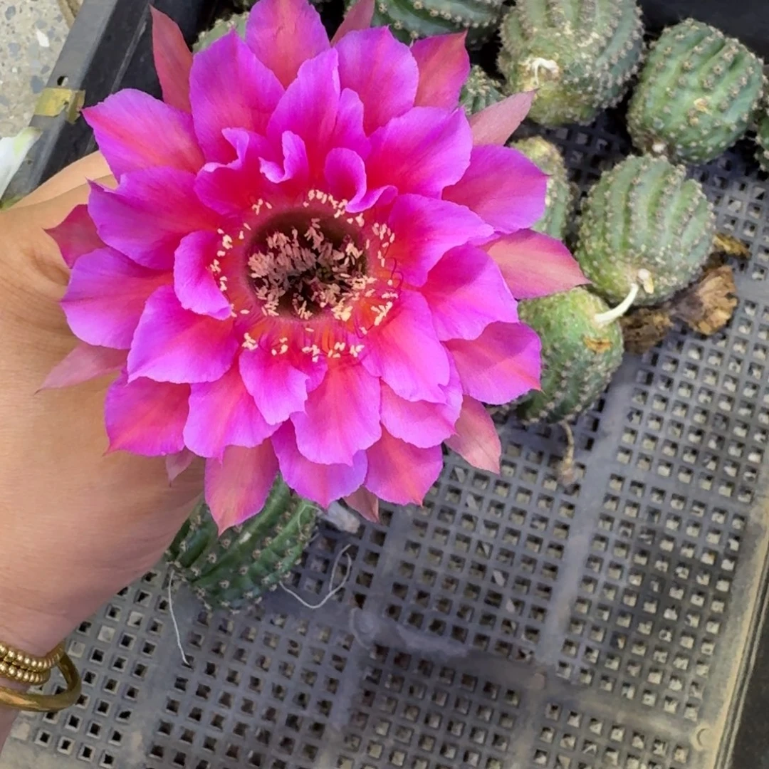 308彩草X762歪无根侧牙4公分左右，20包邮