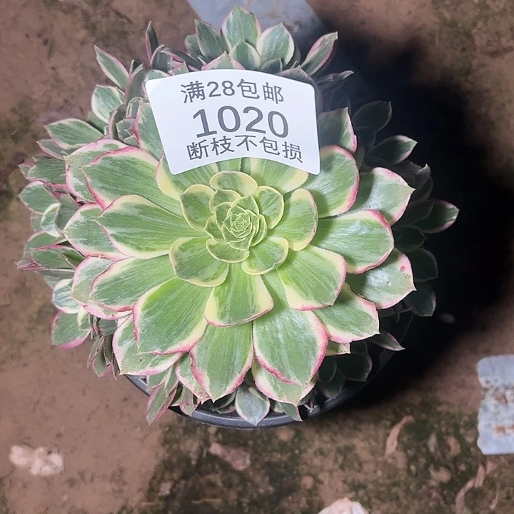 1020水蜜桃多肉植物