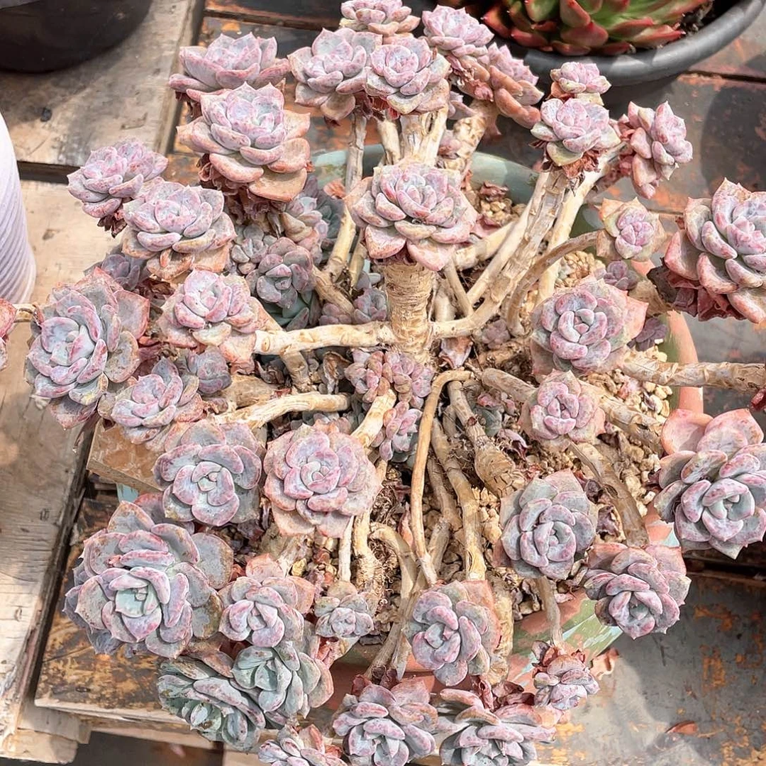 有***望多肉植物一物一拍