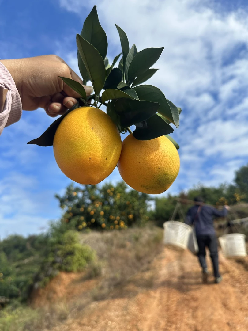 禾安妈妈专属—正宗江西赣南脐橙自然熟新鲜采摘新鲜当季水果