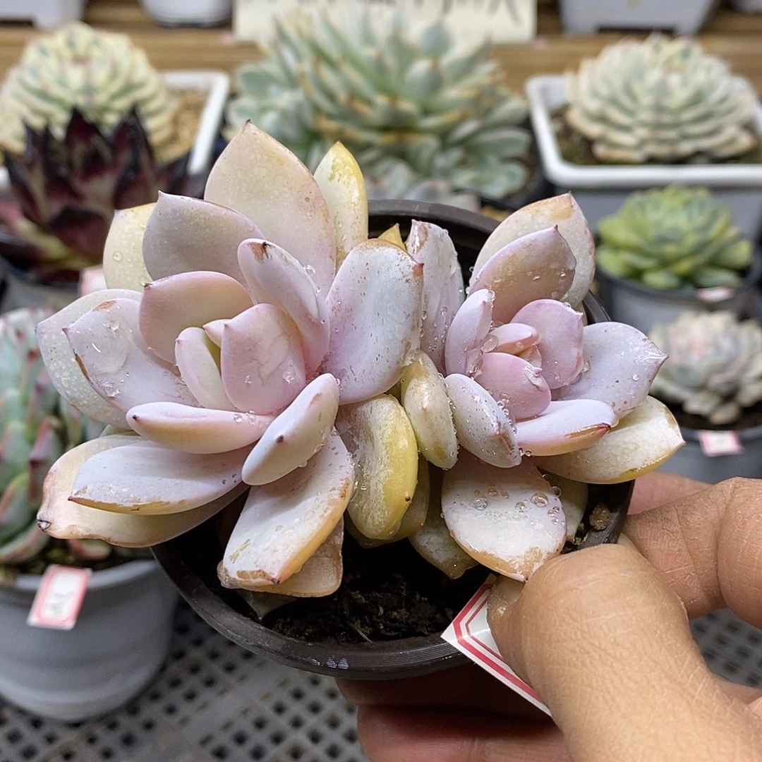 1235 状态奶茶双头