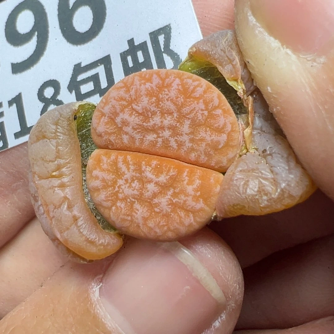 【闪购商品】896……