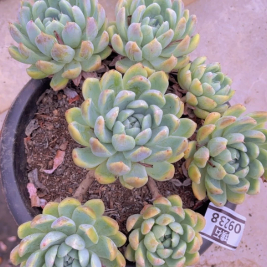 【闪购商品】小浣熊09238