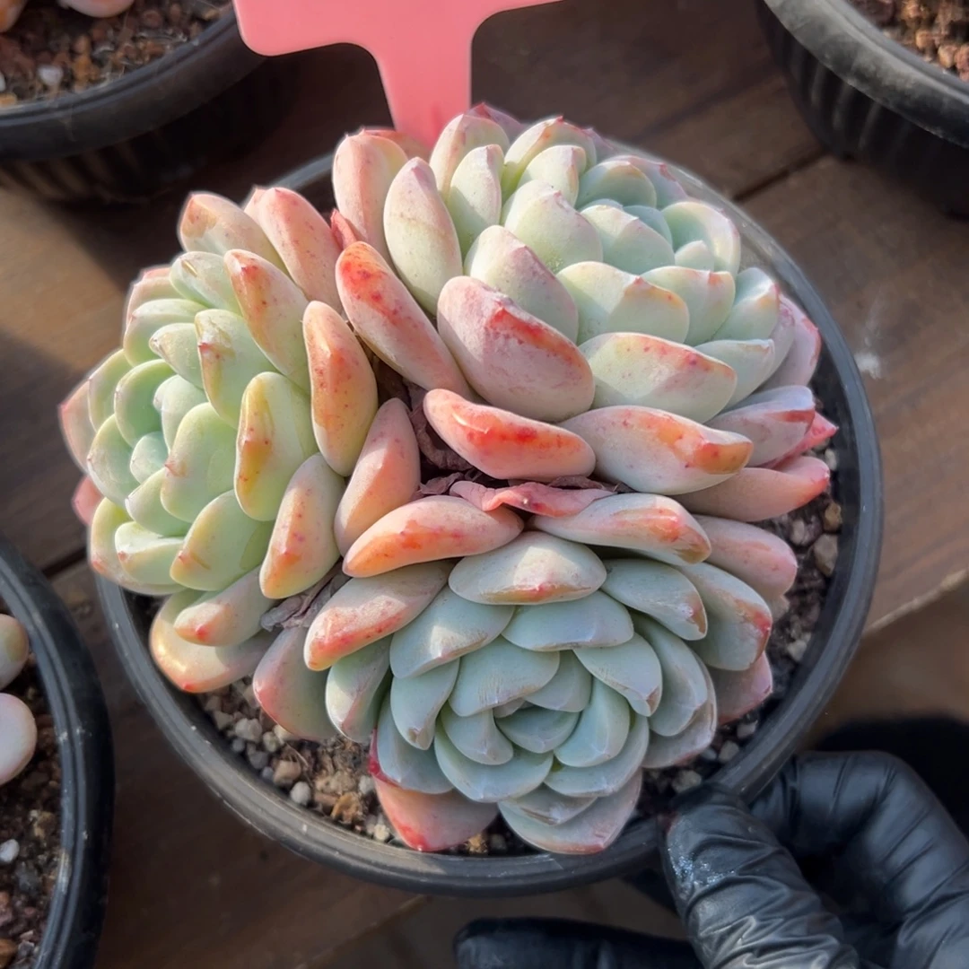 古***月冰玉1111111111111111