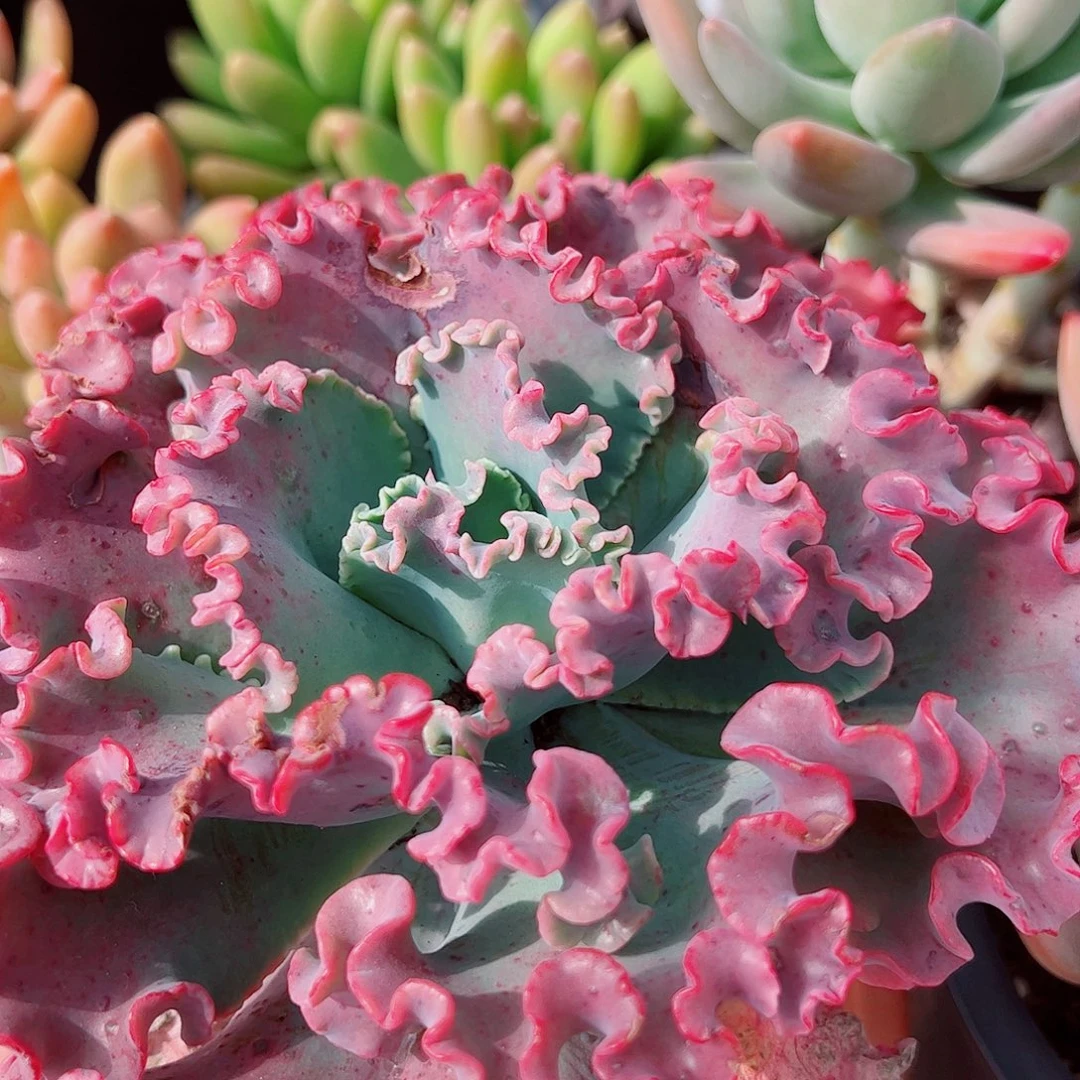 女王花笠大单头精品特价