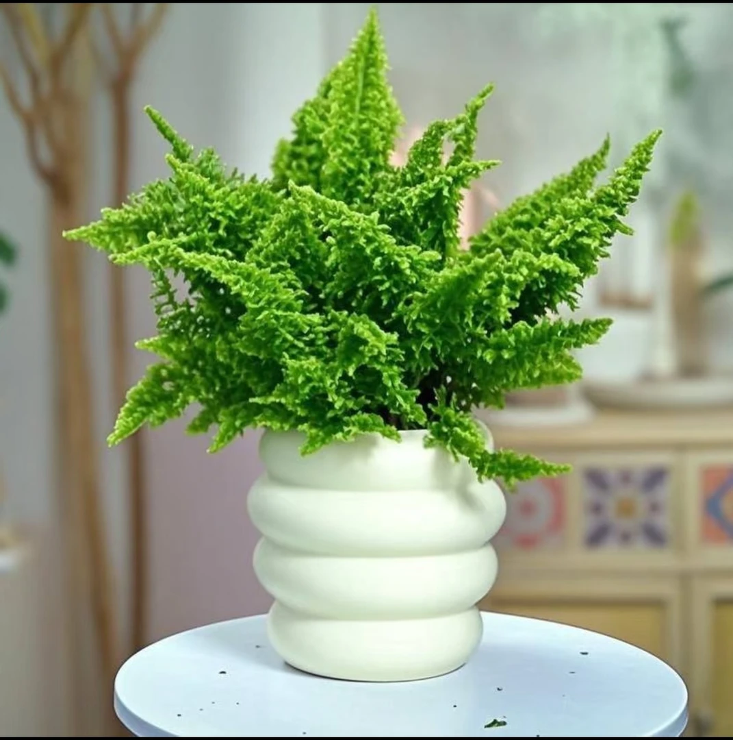 棉花糖蕨艾米丽蕨盆栽密叶玄关室内办公桌客厅绿植微景观造景植