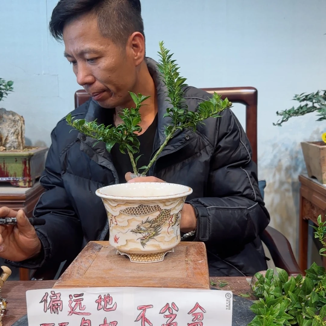 当前无花朵，栽培后可花朵汤****员