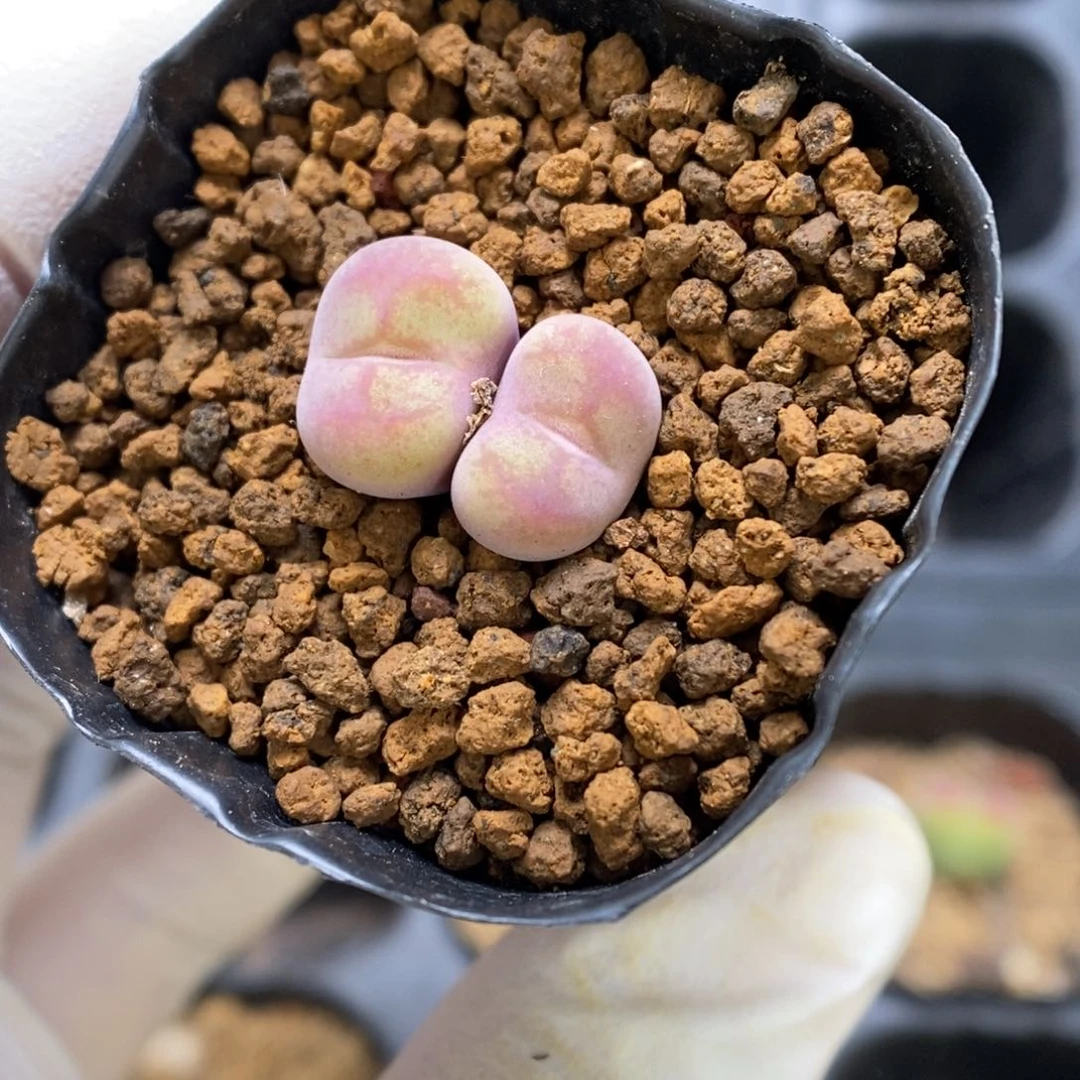多肉植物肉锥杂交K-3353