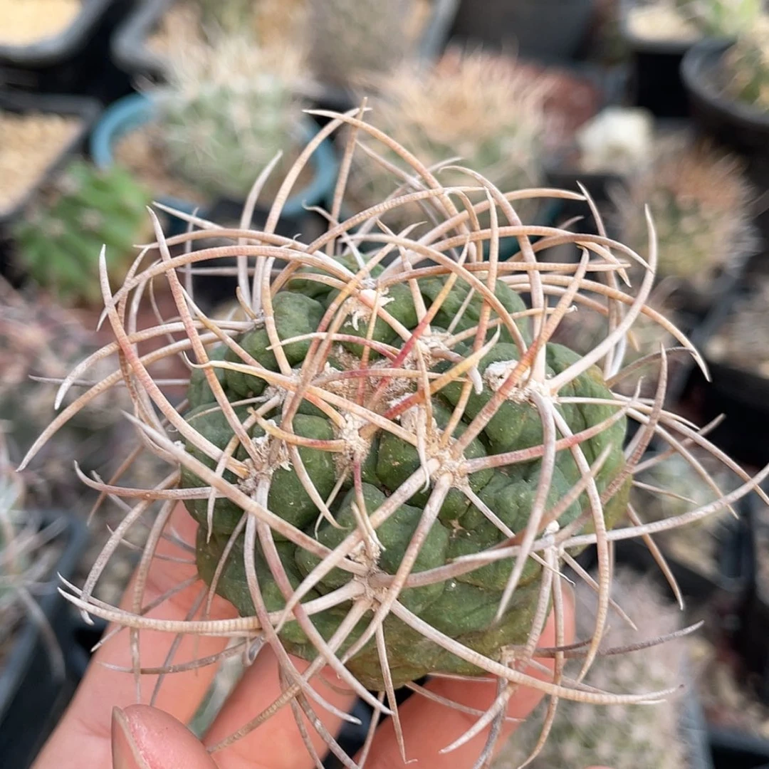 【闪购商品】高木菲冠龙冒根芽66666