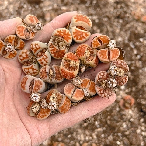 ?**?21306团团圆圆呀呀