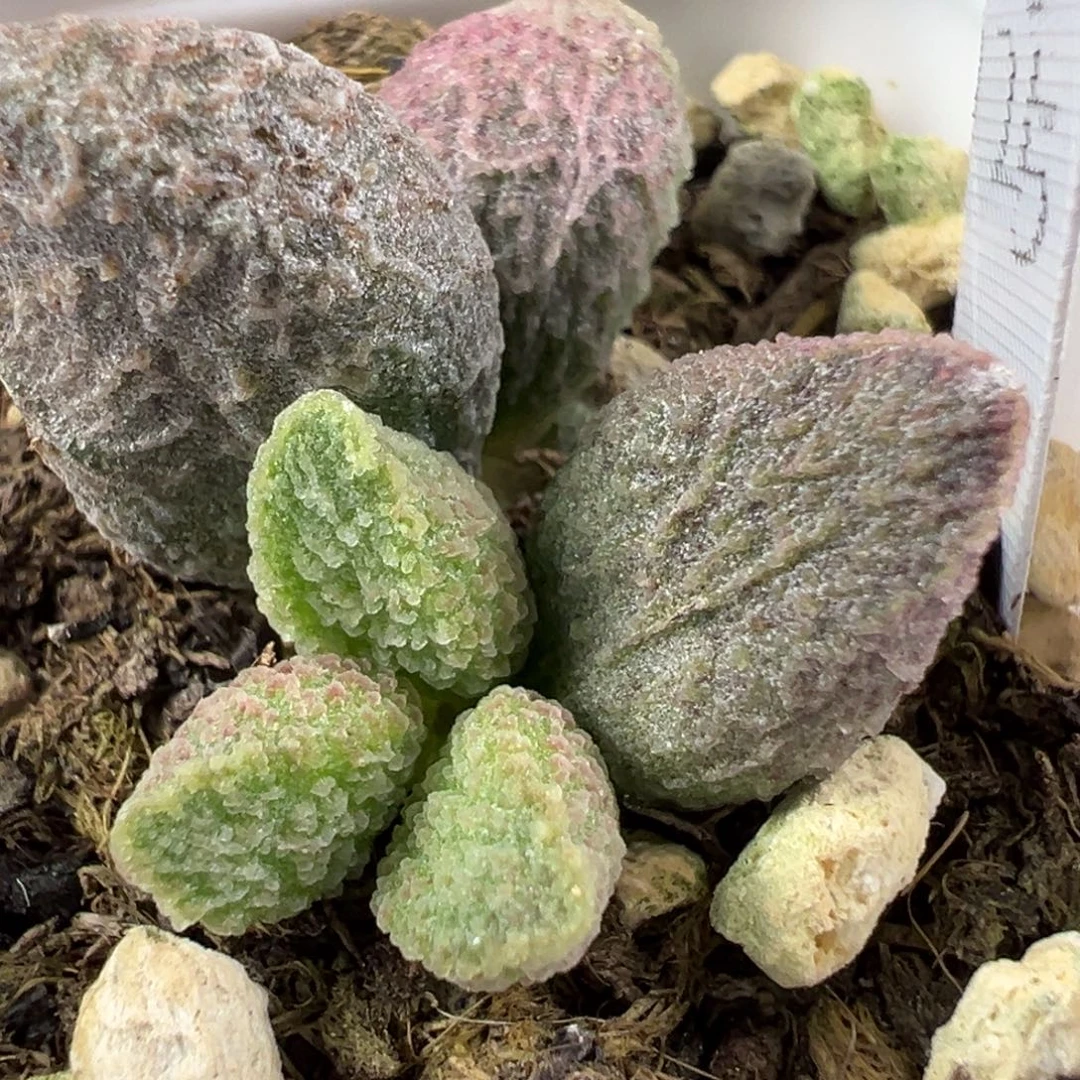 w冰晶颗粒纹路款实生新品