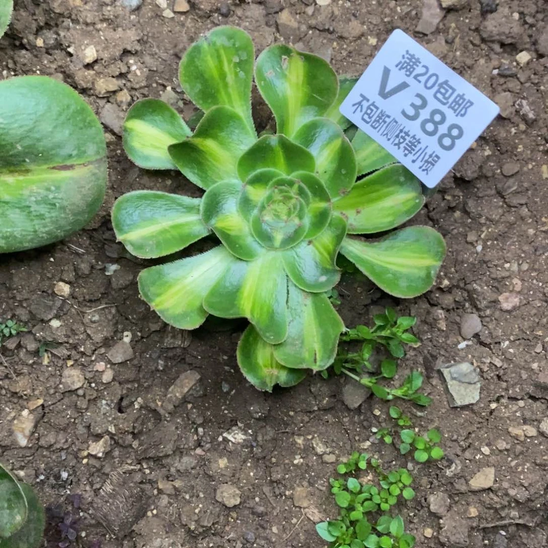 388暴君多肉叶片收到软榻