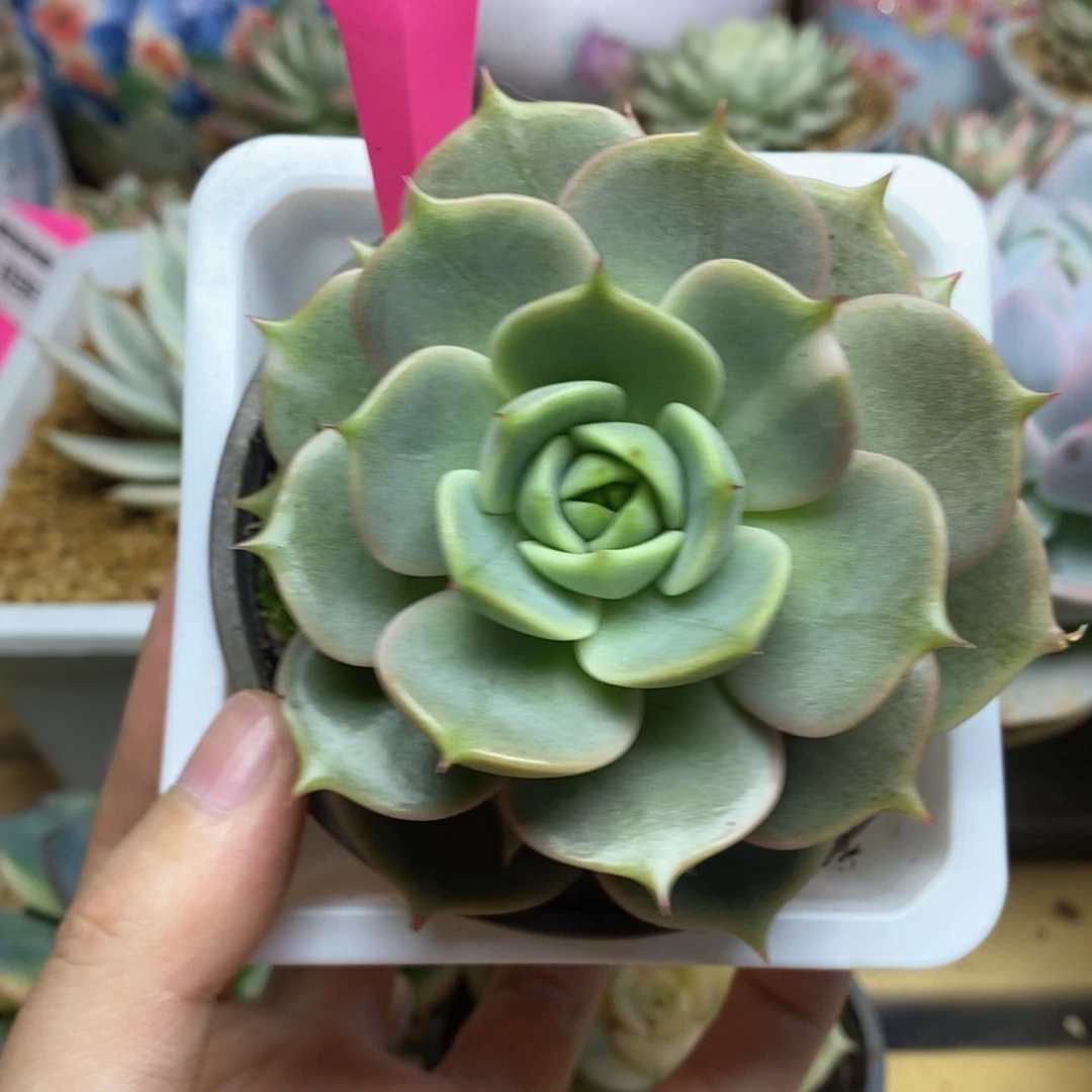 13贝加尔湖少锦单头