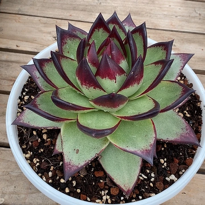 快***囚福利美乌桃子10