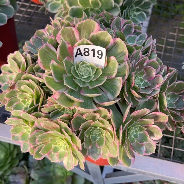 819水蜜桃20厘米左右