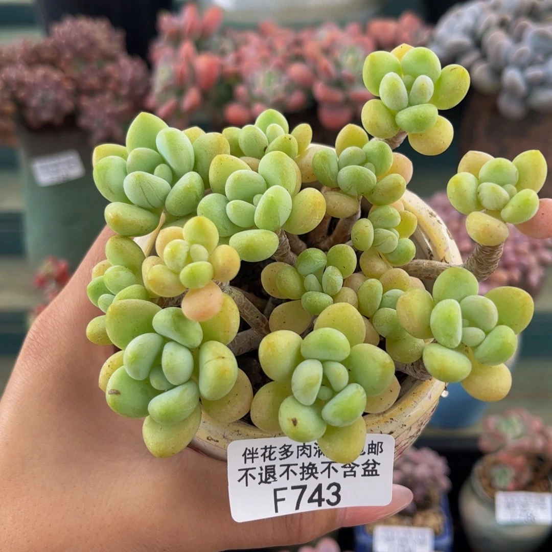 743-白奶糖多肉8cm