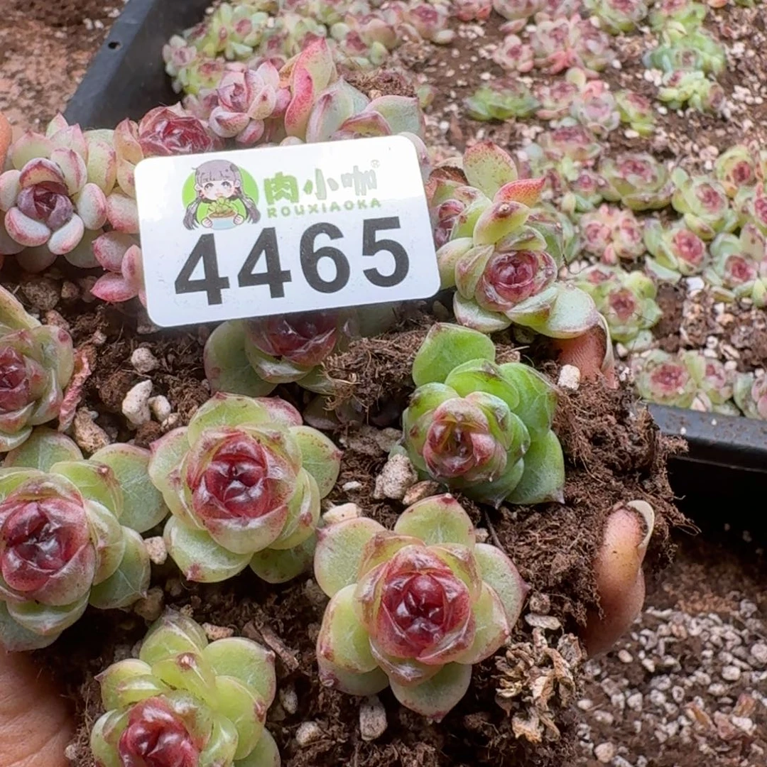 安***5多肉植物多肉植物