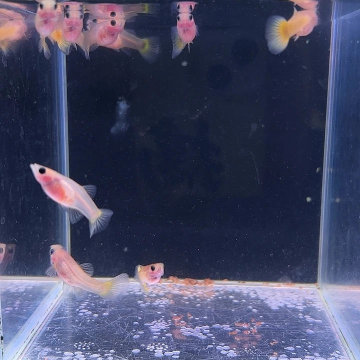 幸***运孔雀鱼黄金玻璃猫10条