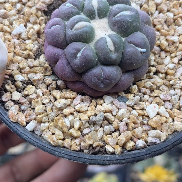 无刺象牙带盆发货
