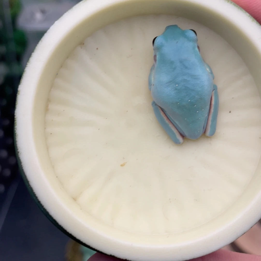 老爷树蛙18号海蓝色