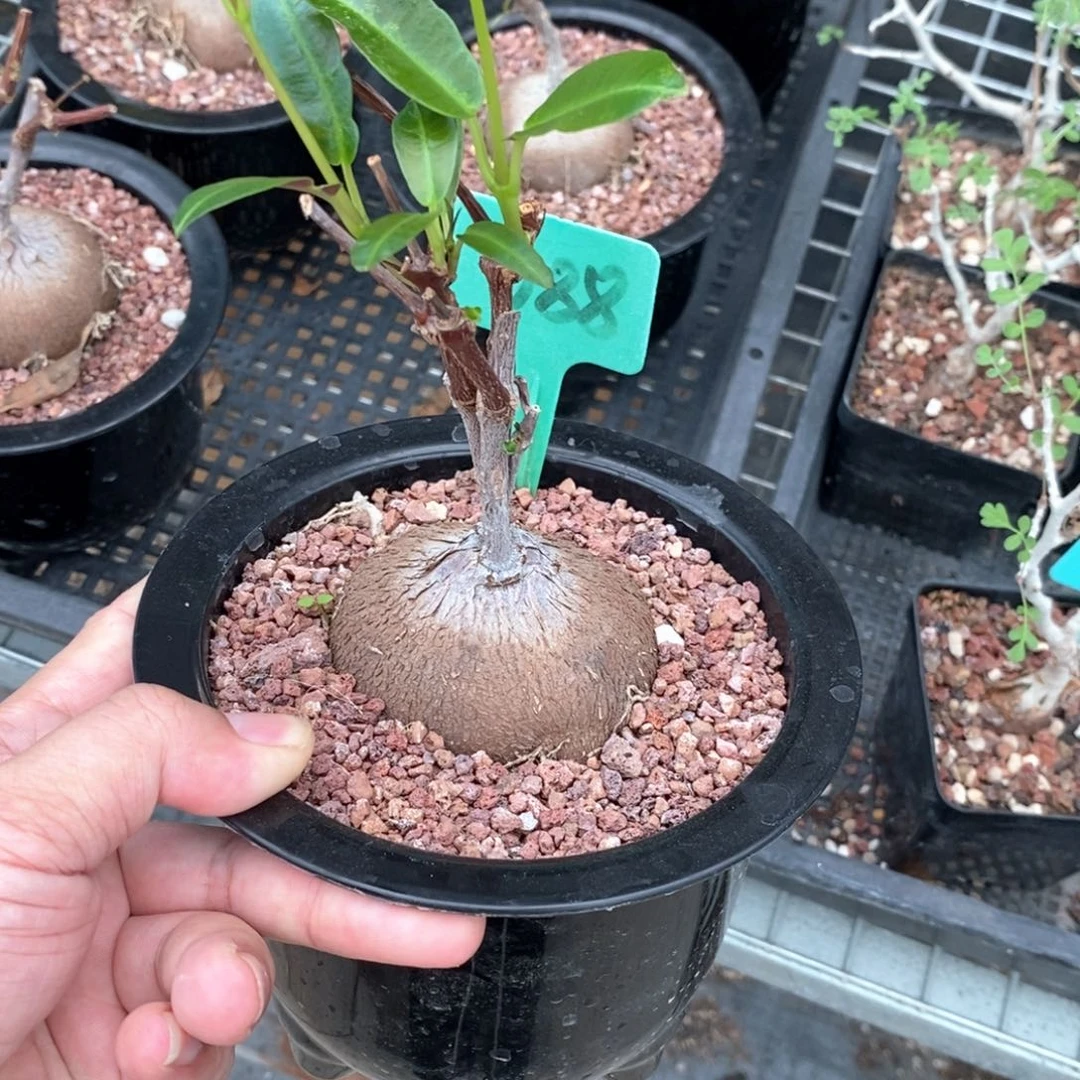 紫背罗摩多肉植物