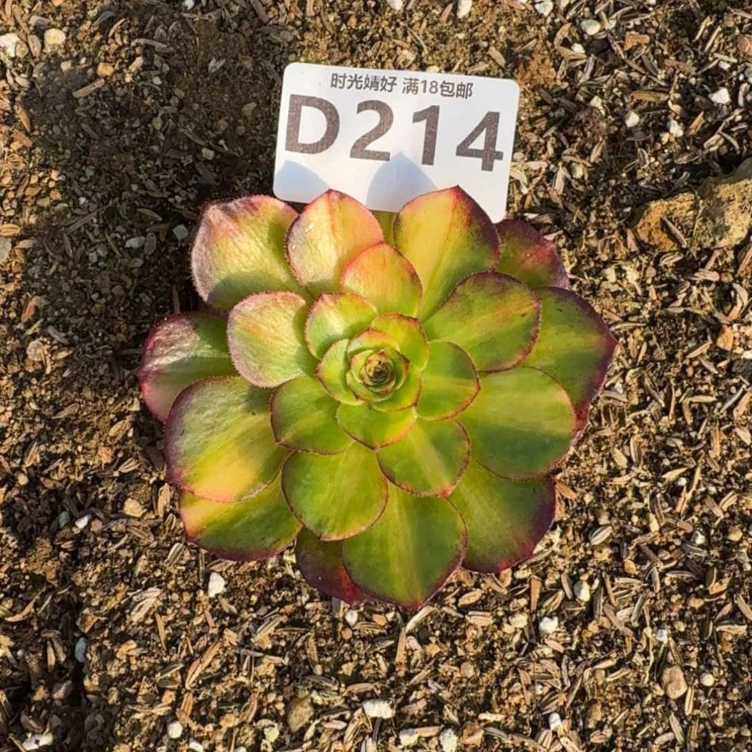 214万七彩多肉植物