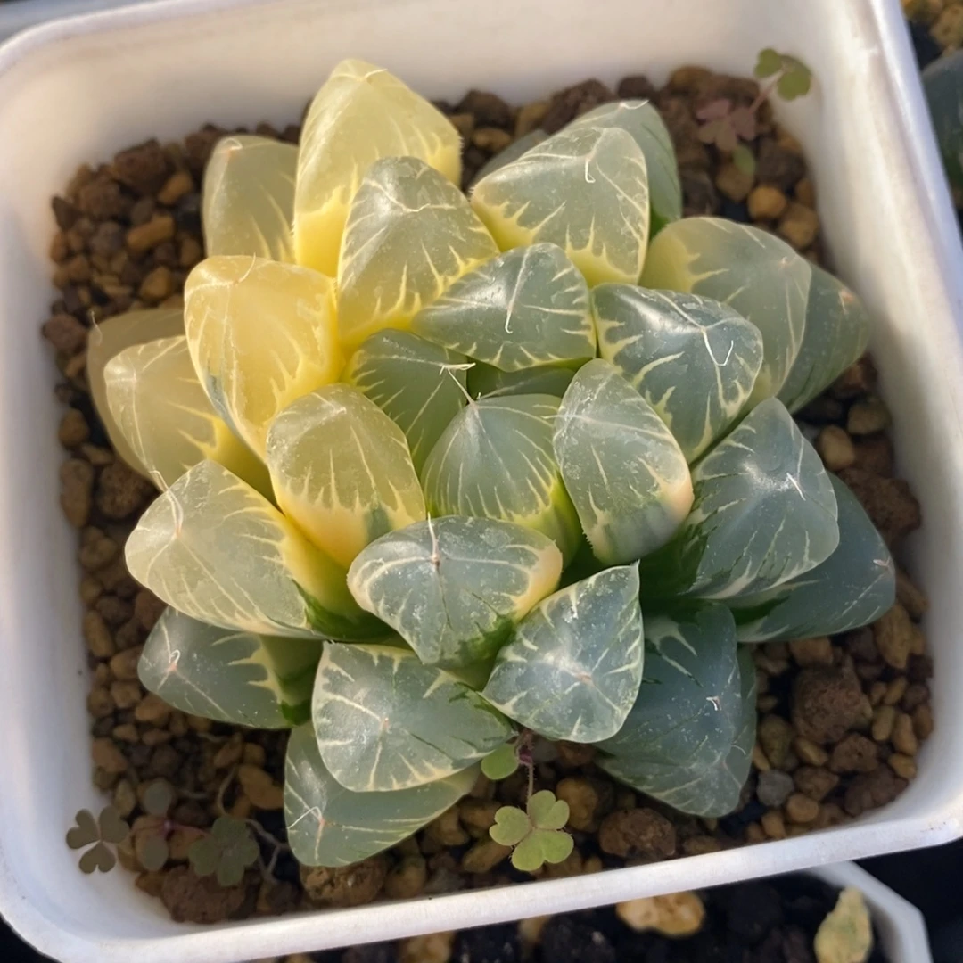 一颗实生糊斑玉露锦 特价