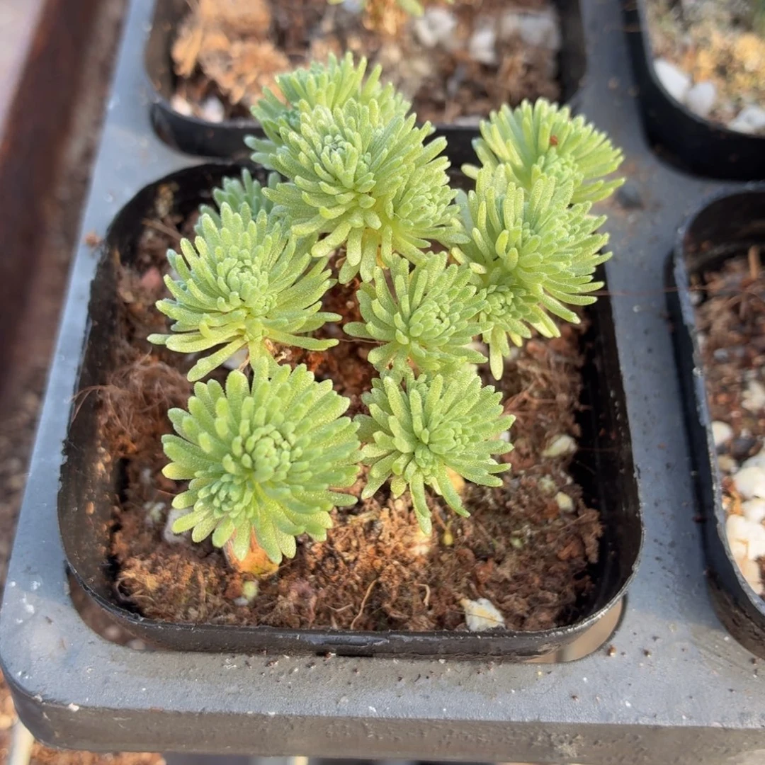 球松多肉9.9包邮发货