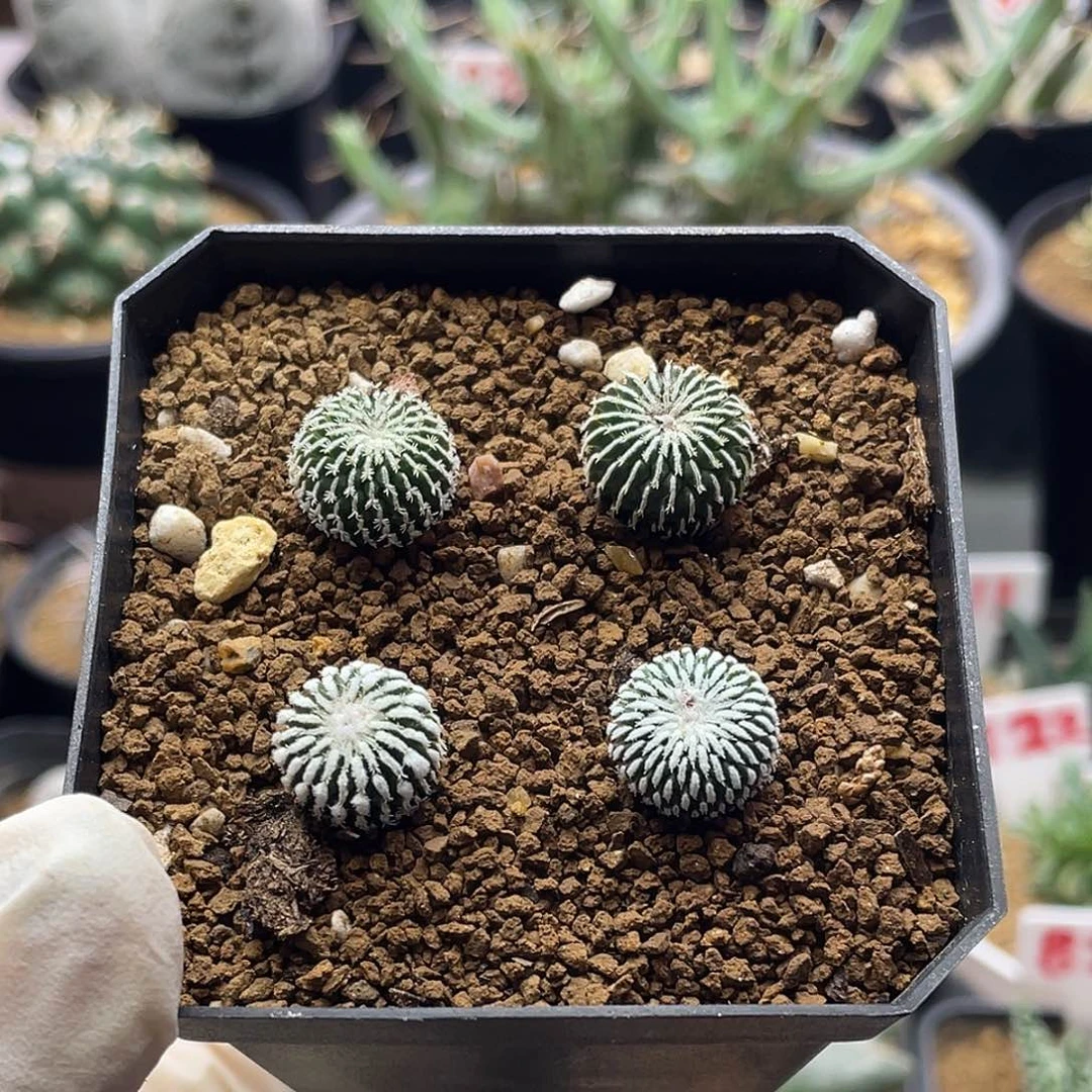实生四颗刺缀精巧殿仙人球