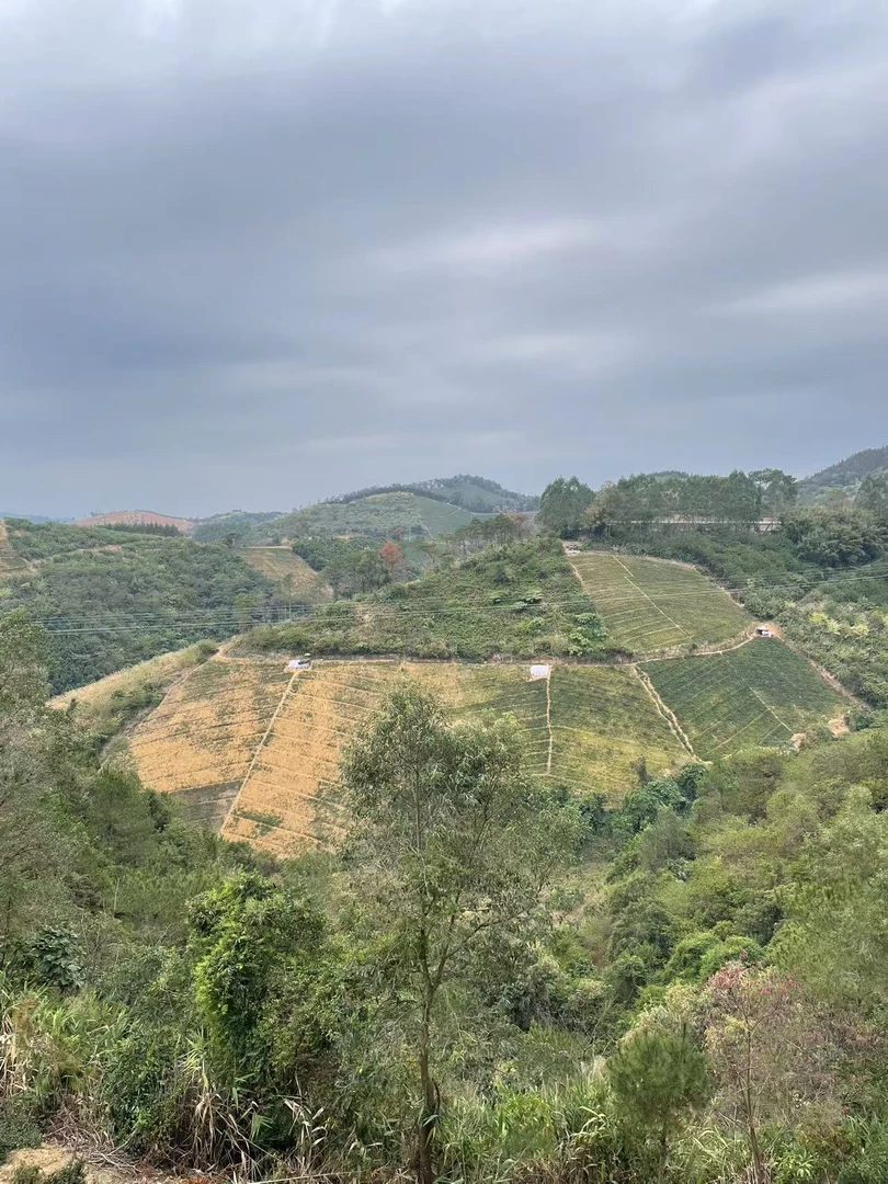 大山深处种植的山货干品