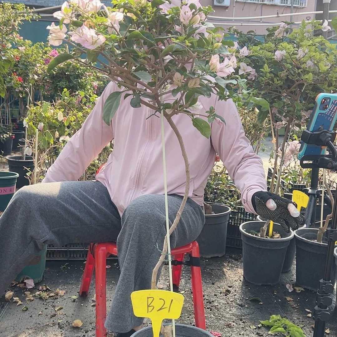 枯***雨大部分花苞少量开放B21丽娜