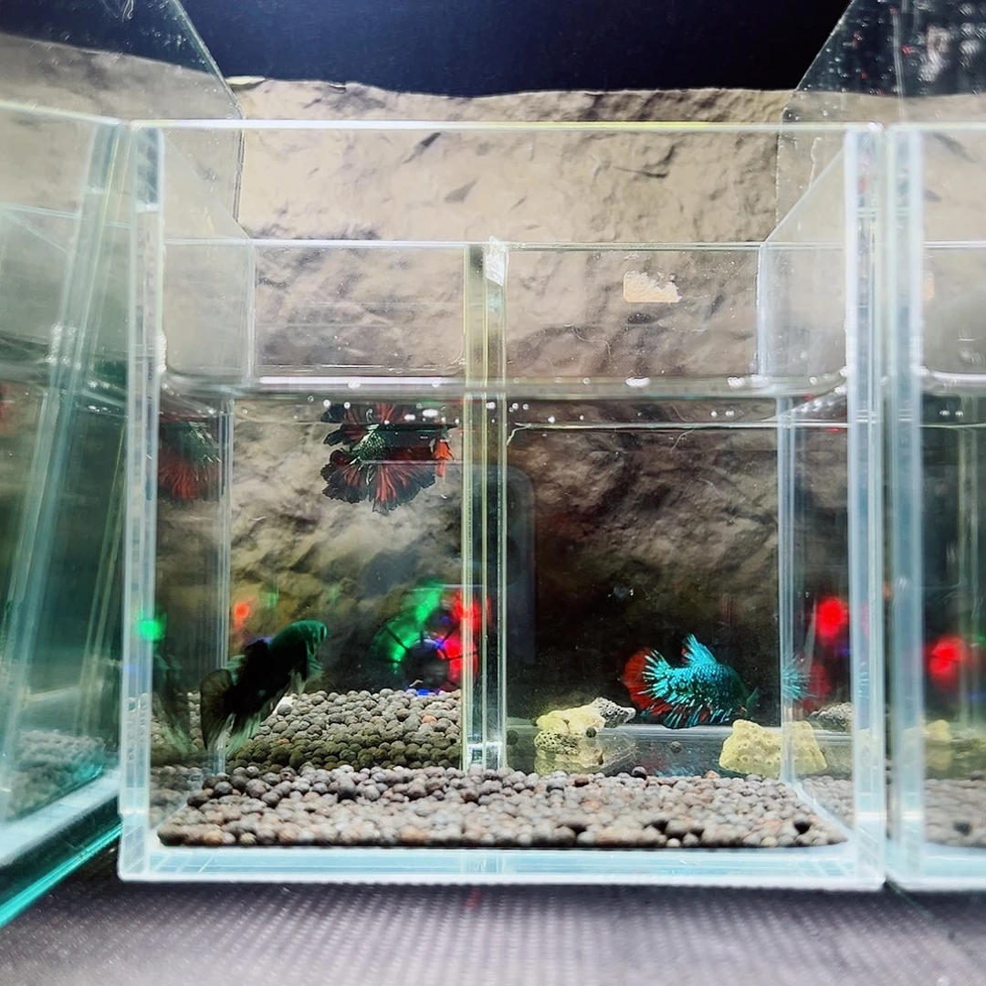 斗鱼精品精品精品精品精品