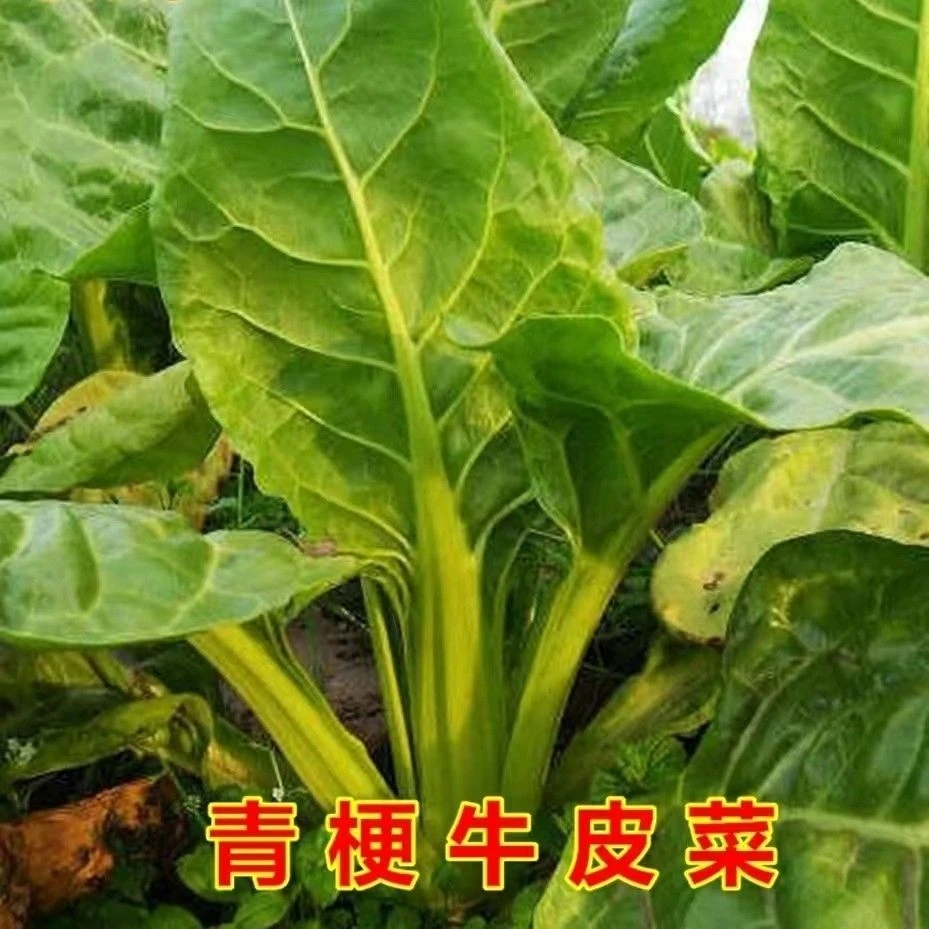 牛皮菜青杆牛皮菜白杆牛皮菜四季牛皮菜阳台庭院菜甜菜厚皮菜