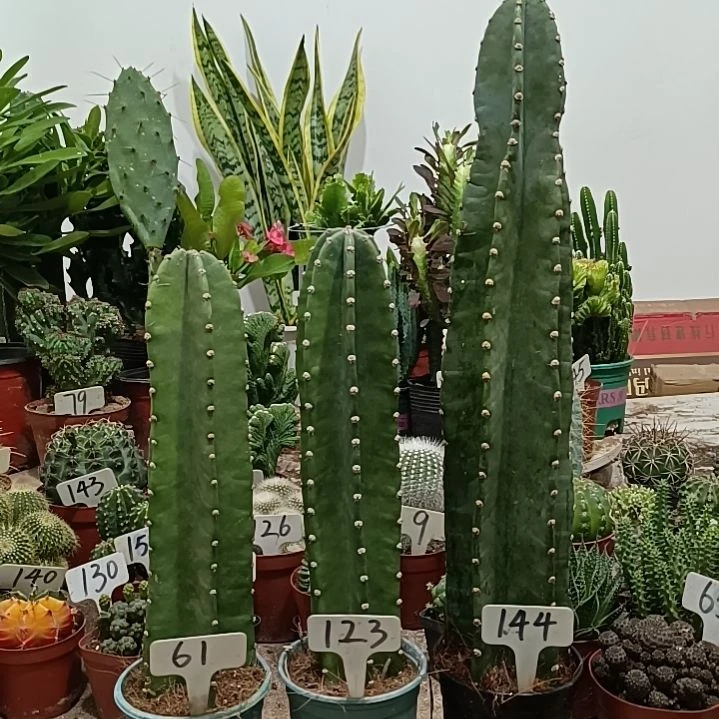 无花朵量天尺3颗  70元